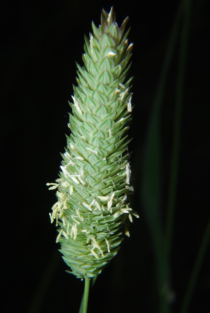 Graminacea - Phalaris sp.